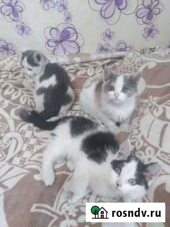 Котята Бийск - изображение 1