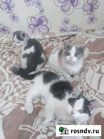 Котята Бийск - изображение 1