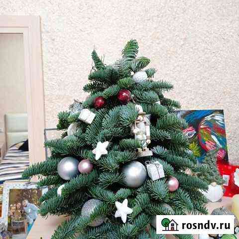 Ёлочка из нобилиса Белгород