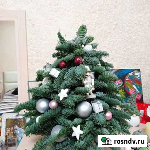 Ёлочка из нобилиса Белгород - изображение 1