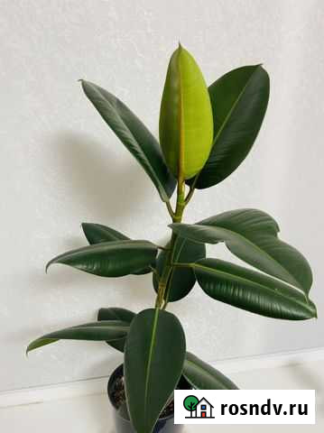 Фикус Кореновск - изображение 1