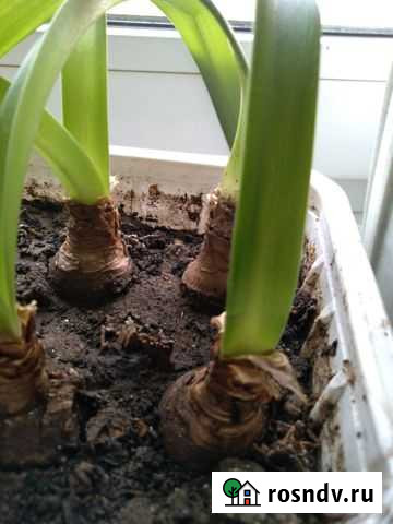 Амарилис Ярославль - изображение 1