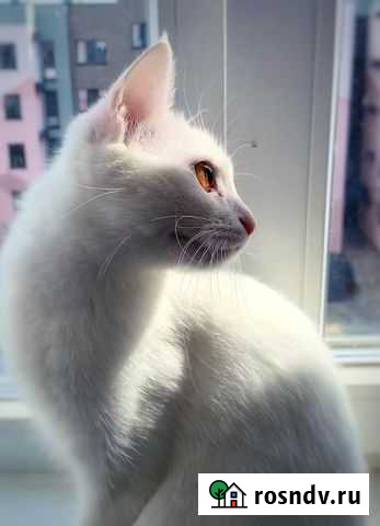 Турецкая ангора кошка Белгород - изображение 1