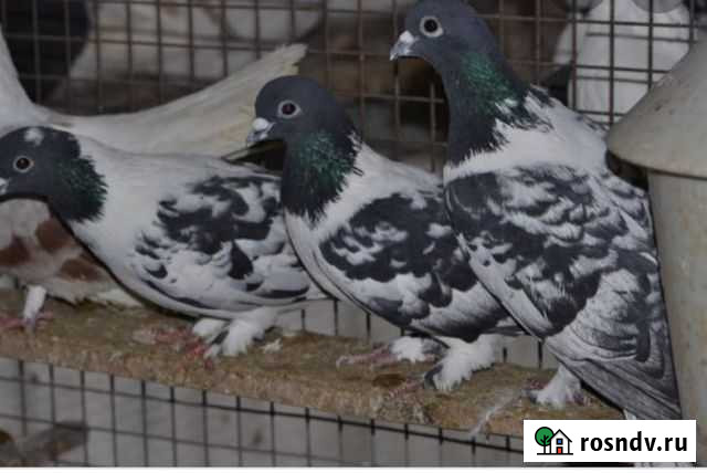 Голубь Дьяконово - изображение 1