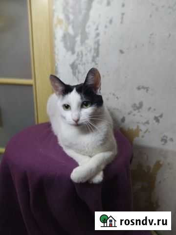 Кошка в добрые руки Ростов-на-Дону - изображение 1
