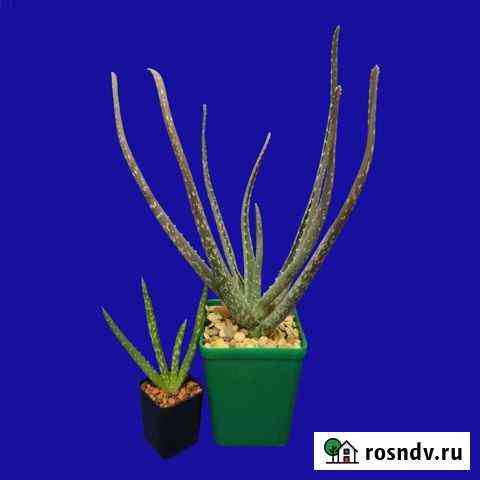 Алоэ Вера Истинное (aloe vera) Набережные Челны