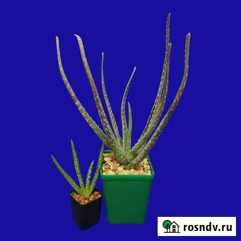 Алоэ Вера Истинное (aloe vera) Набережные Челны - изображение 1