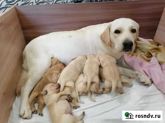 Щенки лабрадора Октябрьск - изображение 1