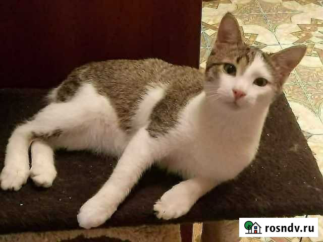Кошка Рязань - изображение 1