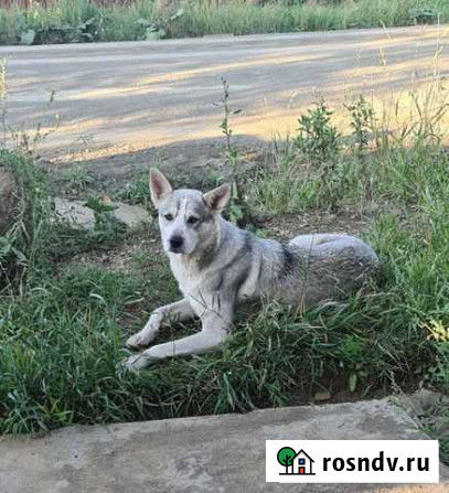 Западно сибирская лайка Братск - изображение 1