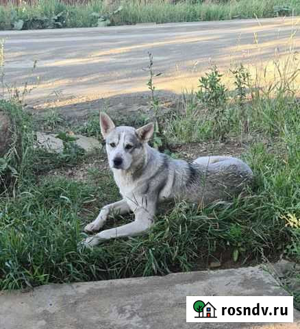 Западно сибирская лайка Братск - изображение 1