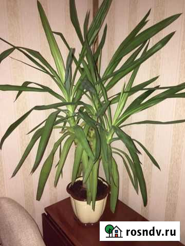 Юкка Щекино - изображение 1