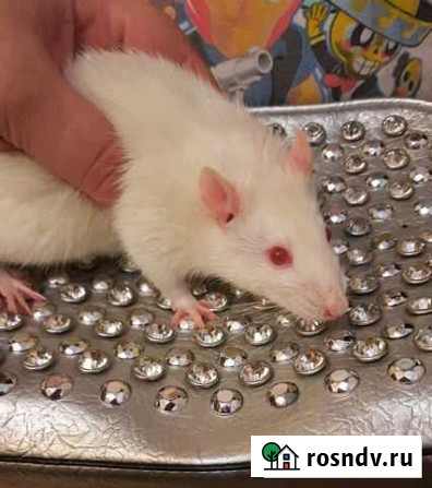 Крыска мальчик Горячий Ключ - изображение 1