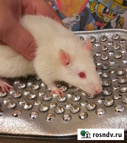 Крыска мальчик Горячий Ключ - изображение 1