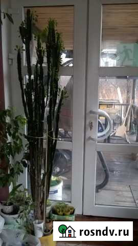 Продам Молочай треугольный Донской - изображение 1