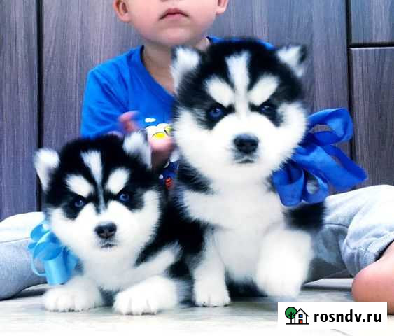 Хаски шикарные маски - голубые и разные глазки Санкт-Петербург - изображение 1