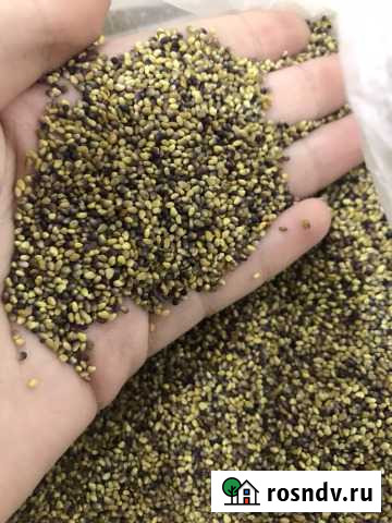 Семена Клевера Вятские Поляны - изображение 1