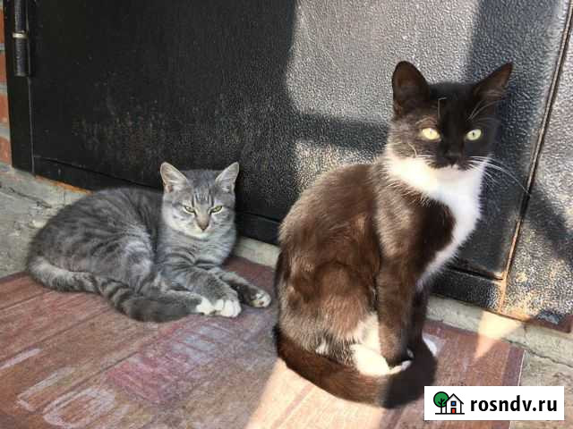 Котята Пластуновская - изображение 1