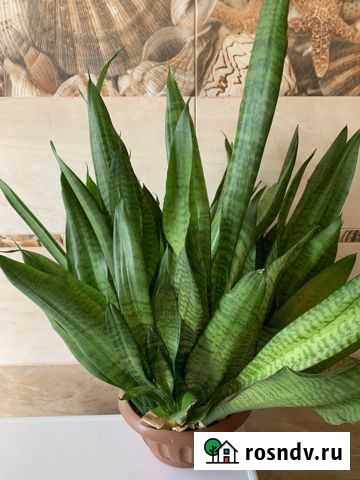 Сансевиерия Комсомольск-на-Амуре - изображение 1