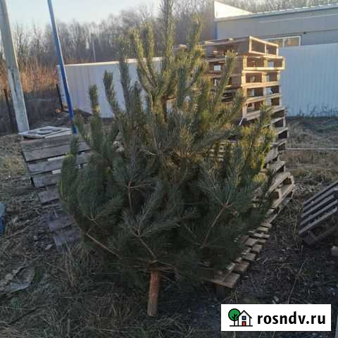 Новогодние Сосны и Ели Льгов - изображение 1