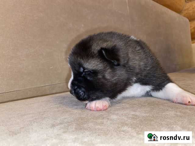 Собаки Дмитров - изображение 1