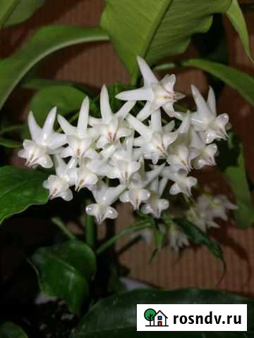 Хойя Lockii Ступино - изображение 1