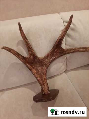 Рога лося Оренбург - изображение 1