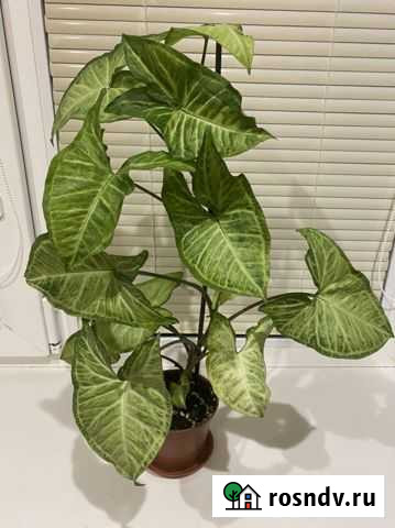 Сингониум Новомосковск - изображение 1