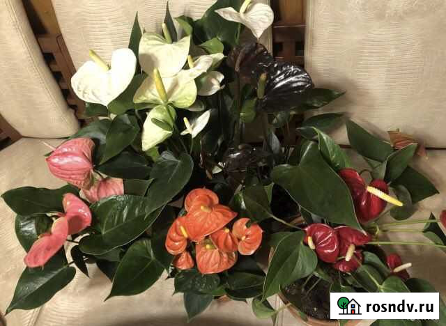 Антуриум и др Серпухов - изображение 1