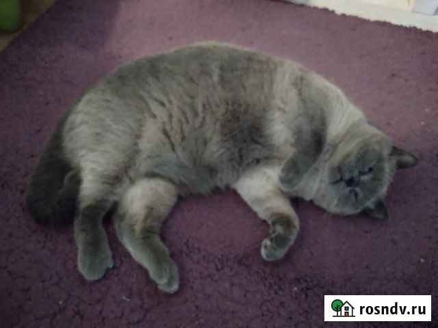 Шотландская Ростов-на-Дону - изображение 1