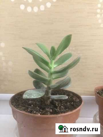 Денежное дерево Волжский - изображение 1