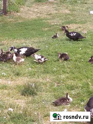 Индоутки Новомосковск - изображение 1