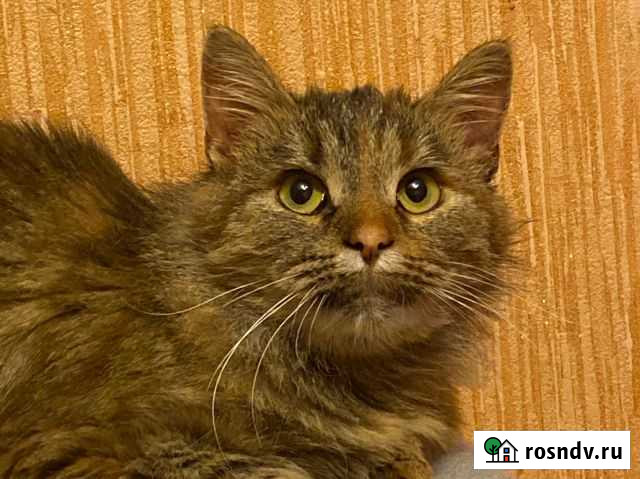 Кошка стерилизованная Королев - изображение 1