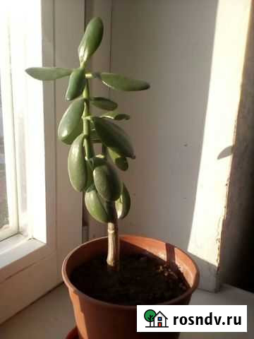 Крассула или толстянка (денежное дерево) Люберцы - изображение 1