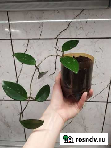 Хойя (вечнозеленая лиана) Калининград - изображение 1