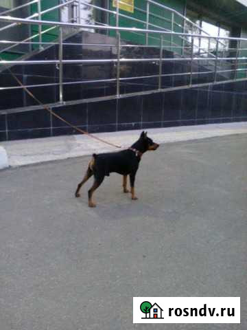 Жених цвергпинчер Тверь - изображение 1