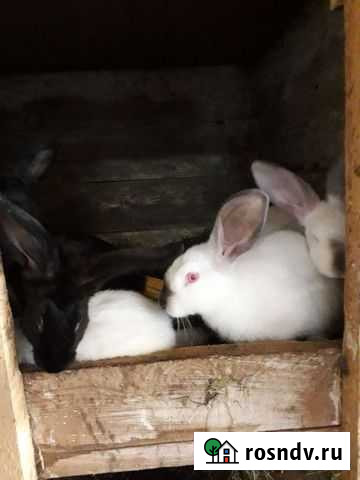 Кролик Ракитное - изображение 1