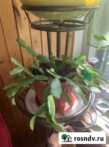 Декабрист(розовый) Химки - изображение 1