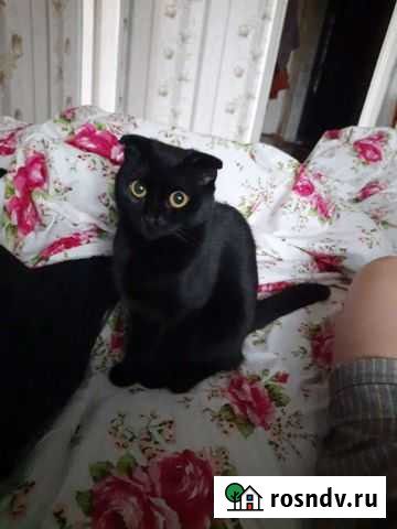 Кошка Темрюк - изображение 1