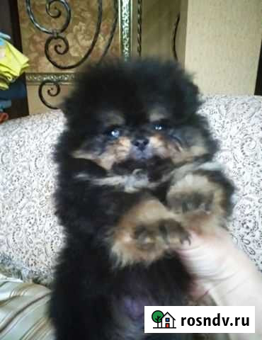 Померанский шпиц медвежьего типа Иркутск - изображение 1