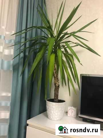 Юкка Анапа - изображение 1