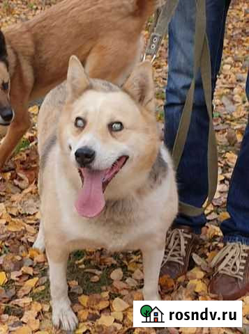 Слепой песик Иваново - изображение 1