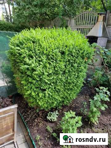 Самшит Калининград - изображение 1