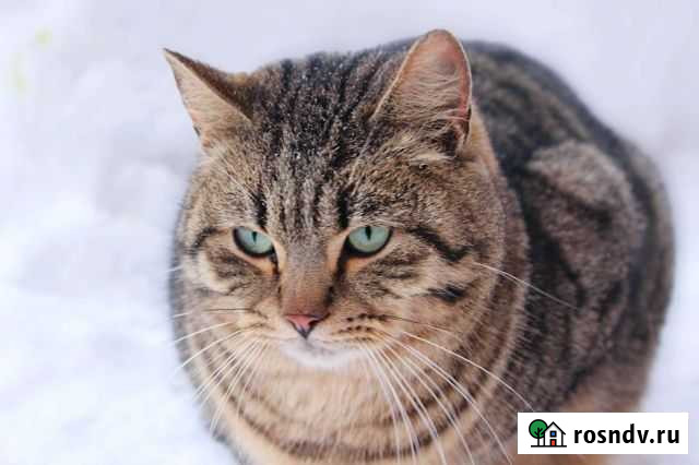 Кот в дар Тоншалово - изображение 1