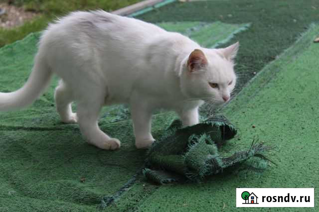 Кошка турецкая ангора Новороссийск - изображение 1