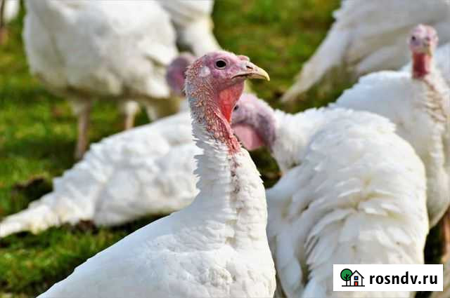 Индюки Глушково - изображение 1