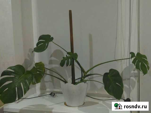 Монстера мощьная молодая с горошком Щербинки Нижний Новгород - изображение 1