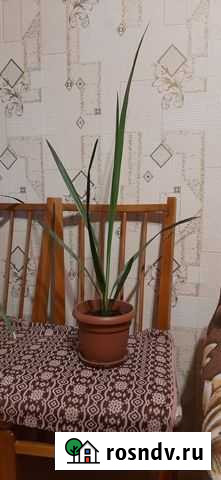 Пальма Петрозаводск - изображение 1