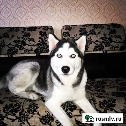 Сибирская хаски для вязки бесплатно Нижний Тагил - изображение 1