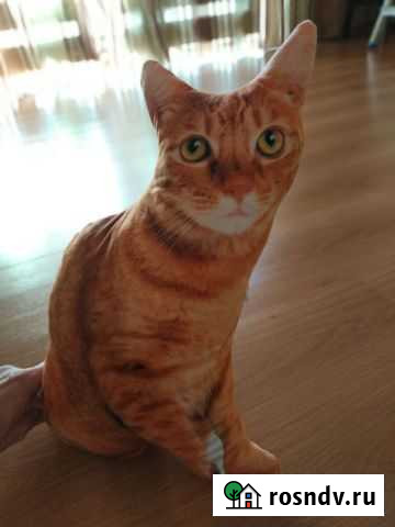 Подушки-котики Ярославль - изображение 1